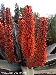 They have different colors & growing seasons. Pin On Succulents