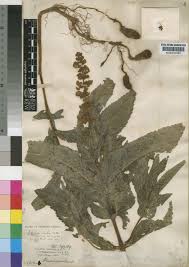 Image result for Coleus maculosus