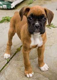 Boxer Puppy Although I Am A Shih Tzu Lover I Have To Admit Boxers Are One Of The Best Breeds Ever Protective Yet Pla Boxer Dogs Boxer Puppy Boxer Puppies