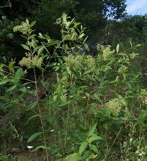 Image result for Vincetoxicum stenolobum