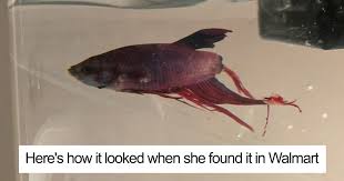 Woman Buys Fish Rotting Away At Walmart Can T Believe Her Eyes 4 Weeks Later Betta Fish Baby Betta Fish Betta Fish Care