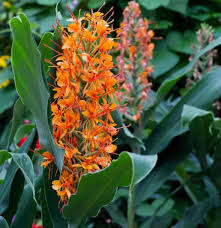 Image result for Hedychium