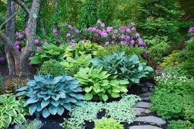 Hostas And Rhododendron Roseum Elegans Garden By Steven Breed Garden Designs Photo By Naomi Leslie Shade Garden Plants Shade Garden Hosta Gardens