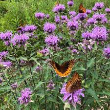 Image result for Monanthotaxis parvifolia