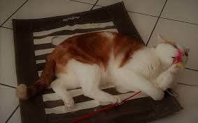 Und wie groß muss die wohnung sein, damit die katzen nicht leiden? 0vjr0tqmwiusim