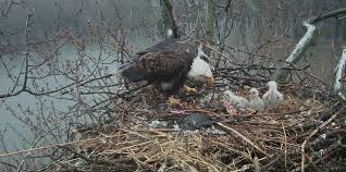 Trio Bald Eagle Nest Cam Live Stewards Of The Upper Mississippi River Refuge Bald Eagle Nest Cam Eagle Nest