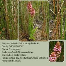 Image result for Satyrium hallackii