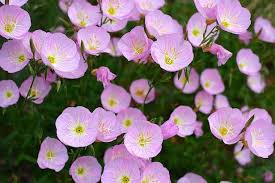 Fiori Perenni Idee Green