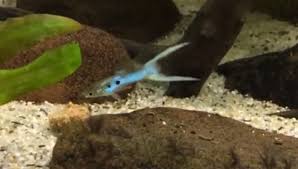 Endlers livebearer (japan blue, k class). Japan Blue Endler Guppy Care A Complete Guide With Pictures
