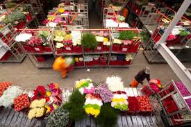 Maybe you would like to learn more about one of these? The Flower Industry In South Africa