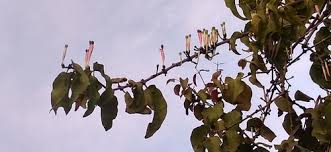 Image result for Tapinanthus erectotruncatus