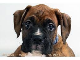 Petland san antonio is waiting to match you with your perfect match. Puppies Puppies Pets Animals