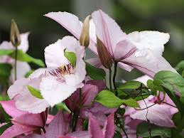 We did not find results for: Clematis Hagley Hybrid Clematis Hagley Hybrid Baumschule Horstmann