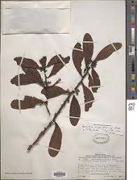 Image result for Agelanthus zizyphifolius