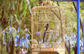 Burung murai batu, jakarta, indonesia. Index Of Wp Content Uploads 2019 01