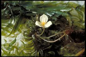 Image result for Egeria densa