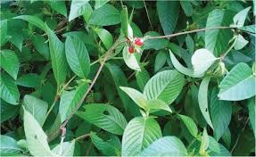 Image result for Sabicea