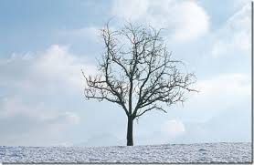 You will produce good fruit if you are a believer, 3) you are not a believer if you do not produce good fruit, 4) your good fruit is god's fruit, and 5) you must inspect the fruit of your heart. Tree By Its Fruit Glenn Lim