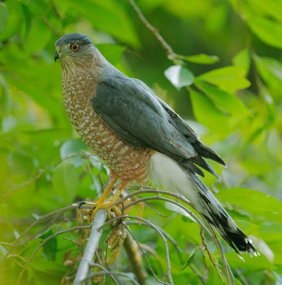 Cooper's Hawk :