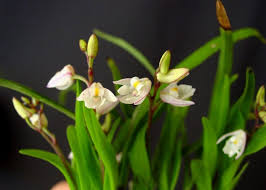 Image result for Polystachya epiphytica