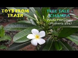 Flowers that grow on trees in hindi. Tree Tale Champa Hindi Youtube