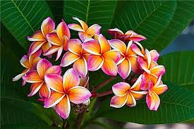 Apabila dibakar bunga api akan terhasil menyembur. Senarai Bunga Hawaii Yang Menakjubkan Dengan Nama Dan Gambar Gardenerdy Berkebun Umum