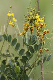 Image result for Pearsonia