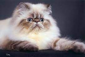 Five Things You Didn T Know About Himalayan Cats Himalayan Persian Cats Himalayan Cat Persian Cat White