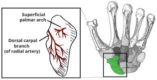 The patella and the pisiform bone of the carpals are the only sesamoid bones that are counted as part of the 206 bones of the body. Bones Of The Hand Carpals Metacarpals Phalanges Teachmeanatomy