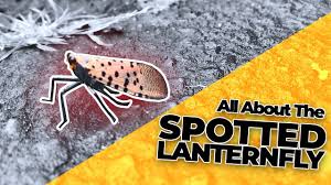 Sep 11, 2018 · methods to control spotted lanternfly that do not involve the use of chemicals include tree banding and host removal. All About The Spotted Lanternfly How To Get Rid Of Them Youtube