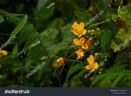 Image result for Senna sophera