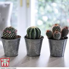 Reddit gives you the best of the internet in one place. Cactus Mix House Plant Thompson Morgan