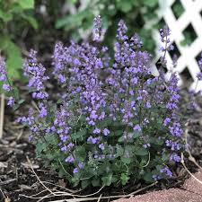 The cat's pajamas, kitty world. Nepeta Cat S Pajamas Garden Crossings