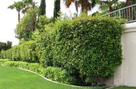 Maybe you would like to learn more about one of these? Best Shrubs And Hedges For Desert Climates