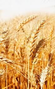 Golden Wheat Paddy Image Golden Wheat Agriculture Photography Pictures To Paint