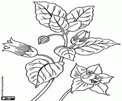 Dibujos De Plantas Para Colorear