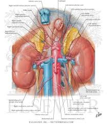 The renal capsule is not. Renal Artery And Vein In Situ Renal Vasculature