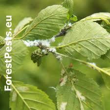 Image result for venturia saliciperda willow tree