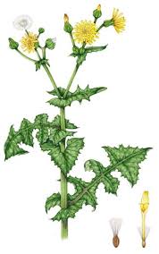 Image result for Sonchus oleraceus