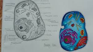 Plant and animal cells labeled graphics from biologycorner.com. Animal Cell Coloring Key Cute766