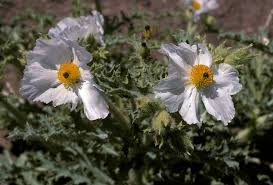 Image result for Argemone