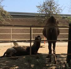Monkeys are the main stars at this zoo! Santa Ana Zoo In Santa Ana Ca