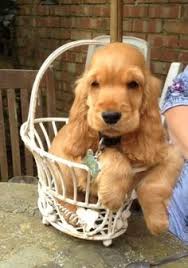 Black And Tan Cocker Spaniel Puppies For Sale In Nc Unique Dog Names Helpful Guide To Finding The Best Name Cocker Spaniel Puppies Spaniel Puppies Golden Cocker Spaniel