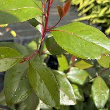 Image result for Catha edulis