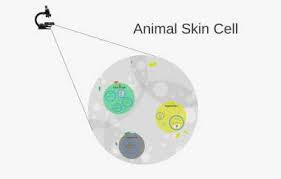 Check spelling or type a new query. Animal Skin Cell By Sophia Guinn