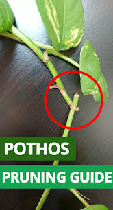 You Just Have To Say That You Re Fine Vine Pothos Pruning Guide Ivy Plant Indoor Plant Care Houseplant Pothos Plant