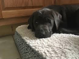 Shadowmyst labrador retriever puppies for sale in oskaloosa, iowa, breeder of ofa, cerf, champion, hunt test, obedience we strive to breed labrador puppies that have it all. Charcoal Male 1 Lab Pupper For Sale In Manchester Iowa Vip Puppies