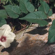 Image result for Ipomoea fulvicaulis