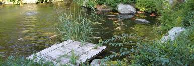 Weitere ideen zu koi, fischteich, garten. Japanischer Garten Koi In Japanischen Garten