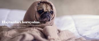 Fatih Belediyesi Yedikule Hayvan Barinagi